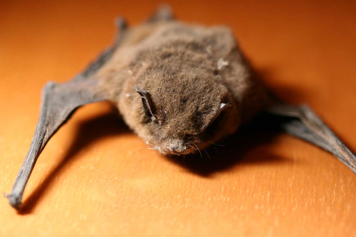 Pipistrello....morto